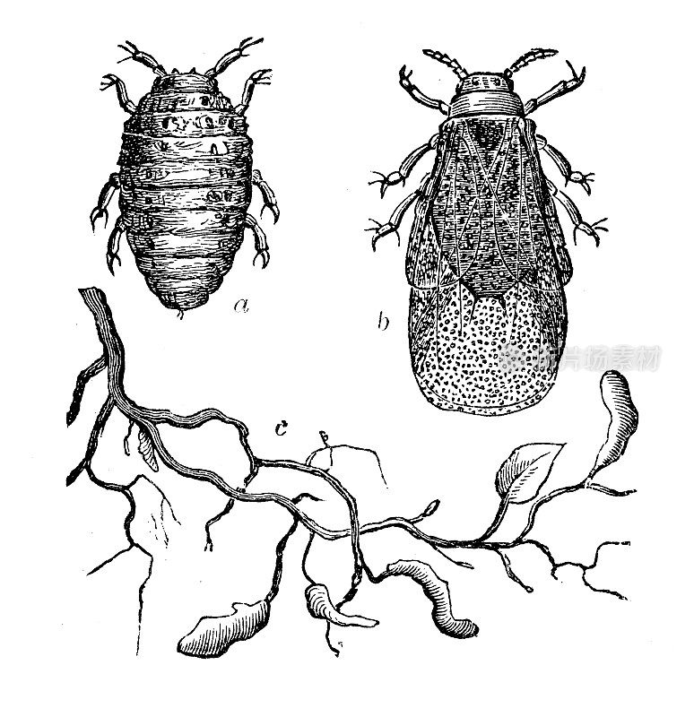 古董插图:葡萄根瘤蚜(Daktulosphaira vitifolae)